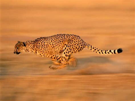 Cheetah Facts For Kids Cheetah Habitat And Diet