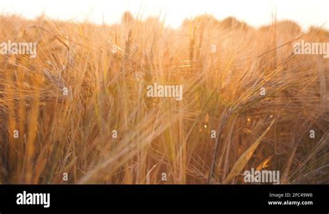 Wheat Field With Beautiful Lens Flares At Sunset Light 4k Nature