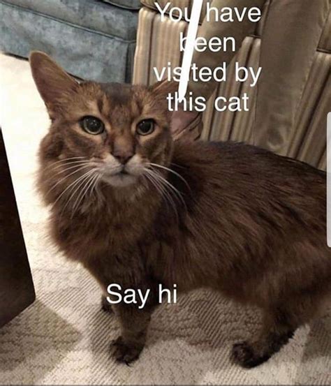Hello Cat Memes