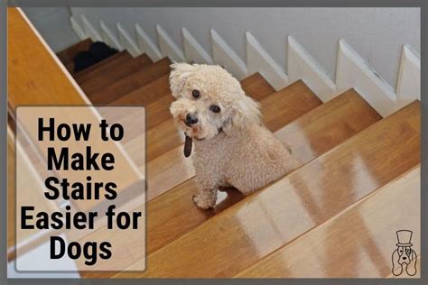 How To Make Stairs Easier For Dogs