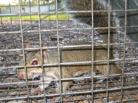 Squirrel Photograph 012 The Eastern Gray Squirrel Is