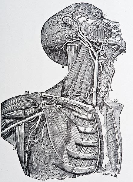 Scientific Illustration Anatomy Art Medical Illustration Human Anatomy Art