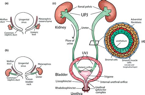 Figure 1 From Of Lower Urinary Tract Development Development Of The