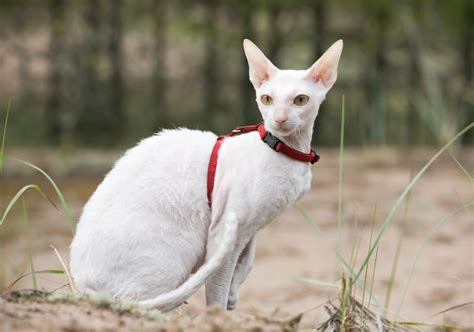 Cornish Rex Cat Breed Information Traits Characteristics Photos And Facts