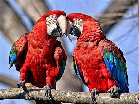 Birds Parrot Nature Macaws Wallpapers Hd Desktop And Mobile
