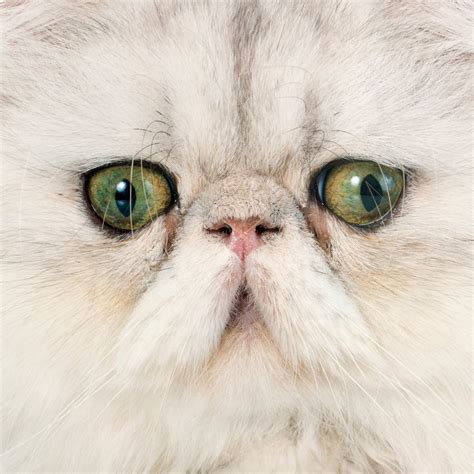 Flat Faced Cats Paying The Price Vet Practice Magazine