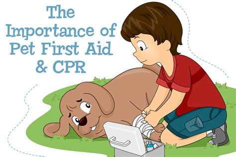 The Importance Of Pet First Aid And Cpr Miami Pet Concierge