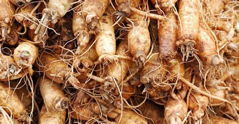 Maybe you would like to learn more about one of these? Ashwagandha Root Weight Loss | Benefits and Side Effects ...