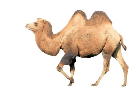 Camels Tail