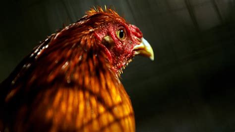 20 Dead In Attack On Clandestine Cock Fight In Mexico