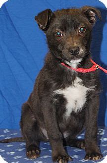 Brownie is a adorable and fun puppy who would love to find her forever family. Baton Rouge, LA - Schipperke. Meet Sookie a Pet for Adoption.