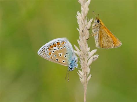 Free Picture Summer Nature Butterfly Wildlife Insect Animal Blue