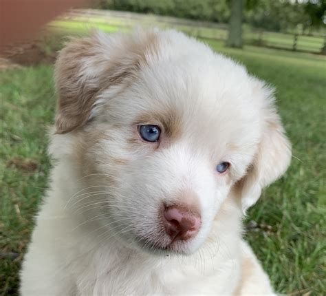 Our clients decide what their needs are and we provide them the ideal puppy. Australian Shepherd Puppies For Sale | Rolla, MO #308002