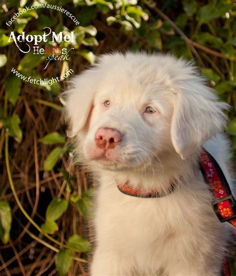 Double Merles Aussie Rescue San Diego Aussie Puppies Cute Baby