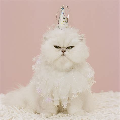 Persian Cat Wearing Party Hat And Ruffle Photograph By Gk