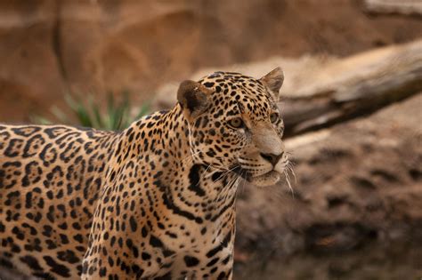 Hd Jaguar Wild Cat Photo Gallery Wallpaper Download Free 140988