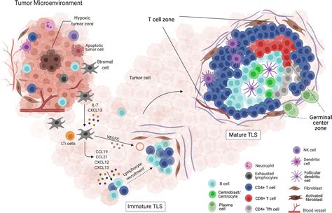 Frontiers B Cell Orchestration Of Anti Tumor Immune Responses A