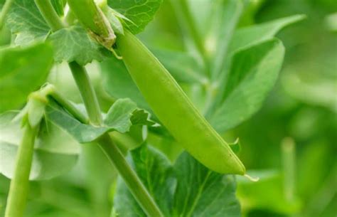 Snap Peas Flowering Pea Growth Process Gfl Outdoors