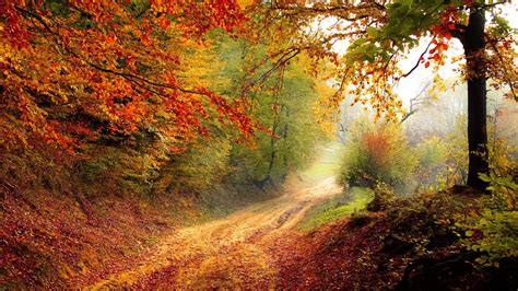 1366x768 Autumn Road 1366x768 Resolution Hd 4k Wallpapers Images
