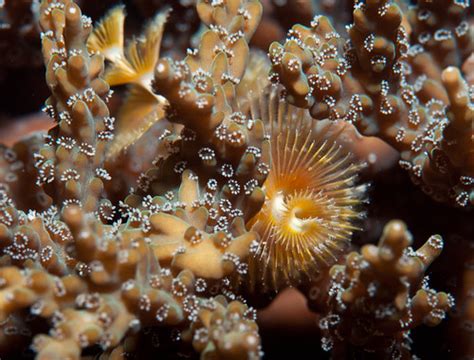 Coral With Christmas Tree Worms Coral With Christmas Tree Flickr