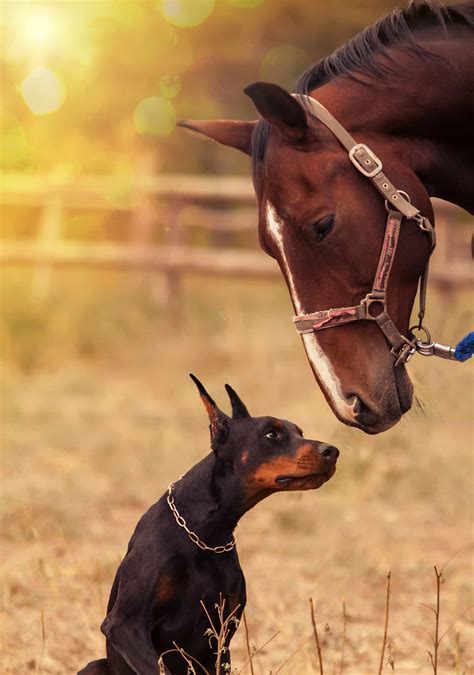 Can Dogs Make Friends With Horses Acme Canine