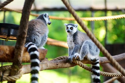 Two Cute Ring Tailed Lemurs Sitting On A Branch Stock Photo Image Of