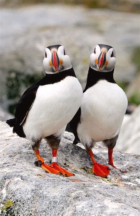 Two Atlantic Puffin Birds Cool Photos Puffins Bird Nature Photography