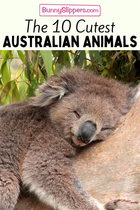 10 Cutest Australian Animals To Melt Your Heart Hop To Pop