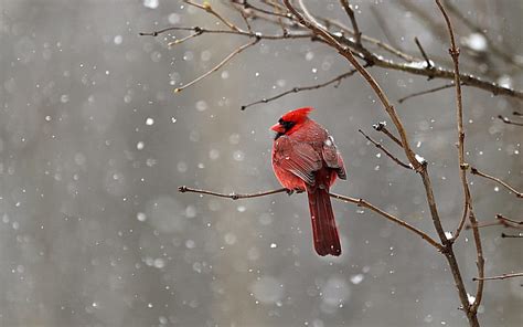 Red Cardinal Snow Branches Bird Winter Hd Wallpaper Peakpx