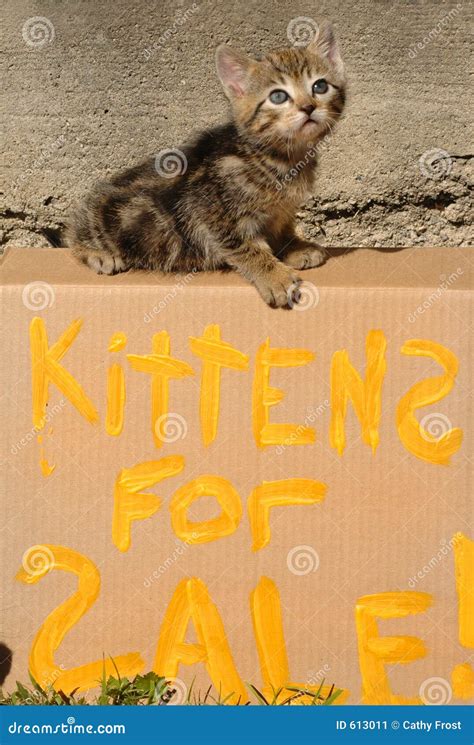 Kittens For Sale Stock Image Image Of Listen Baby Kitty 613011
