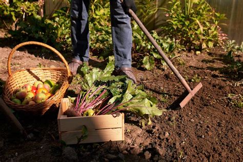 Male Farmer Picking Vegetables In His Garden Selective Focus Stock