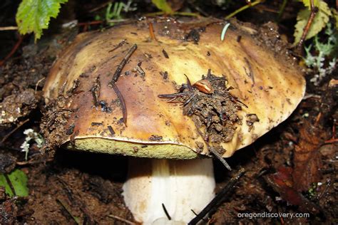 Poisonous Mushrooms In Oregon All Mushroom Info