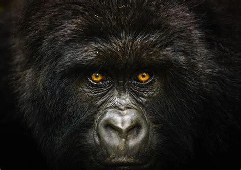 Captivating Mountain Gorilla Portraits Wins National Geographic