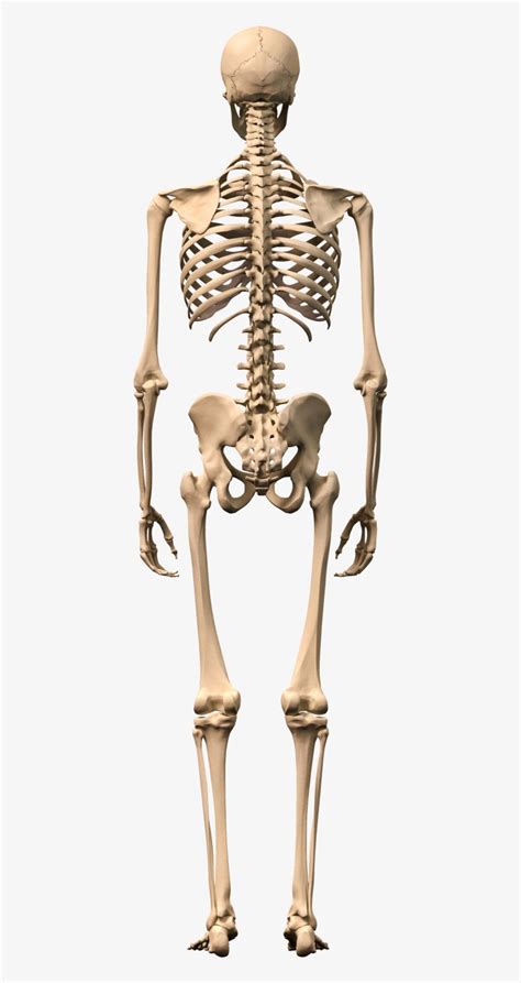 Skeleton Png Download Png Image With Transparent Background Human