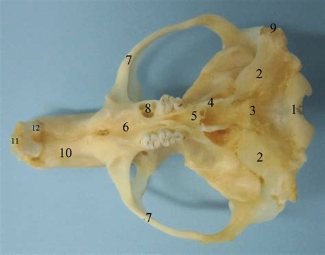 1 Occipital Bone 2 Tympanic Bulla 3 Sphenoid Bone 4 Pterygoid