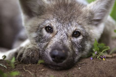 Gray Wolf — Wildlife Science Center