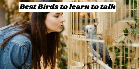 Birds That Can Learn To Talk 7 Best Talking Birds Hutch And Cage