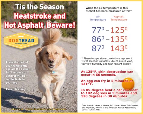 Travel First Aid Tip For Dogs Heat Stroke Kypsah