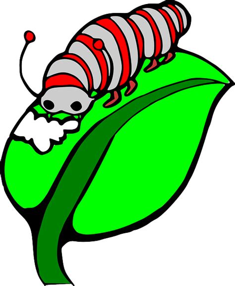 Free Vector Graphic Caterpillar Leaf Green Bug Free Image On