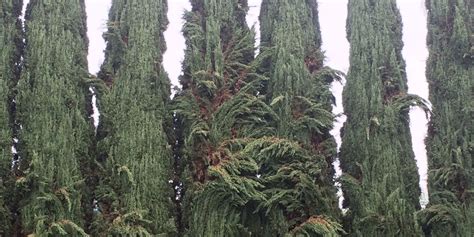 The italian cypress's versatility is one of its best features. Why Is My Cypress Tree Turning Brown | Tyres2c