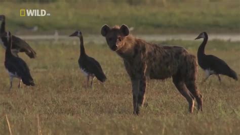National Geographic Documentary Hyena Hunting Buffalo Bbc Mystery