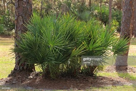 A Group Of Saw Palmetto Trees Growing Between Two Pine Trees High Res