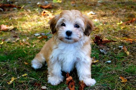 Las 13 Mejores Razas De Perros Pequeños Que Son Geniales Para Tener