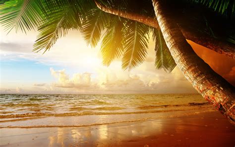 Beach Coast Tropical Ocean Sunset Palm Paradise Summer Sea Wallpaper