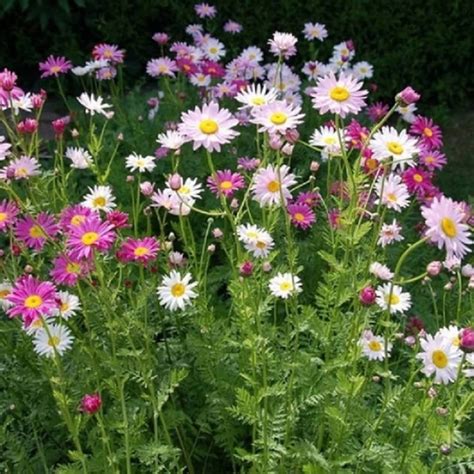 Painted Daisy Robinsons Giant Mix Pyrethrum Daisies 50 Etsy
