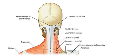 Back Of Neck Region Anatomy Upper Back Pain Anatomy Of The Back The