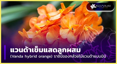 แวนด้าเข็มแสดลูกผสม (Vanda hybrid orange)