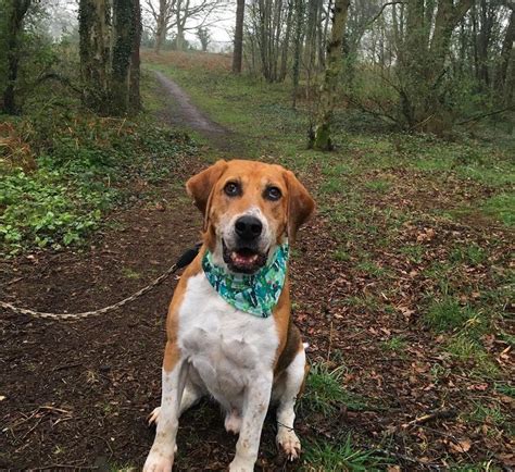 English Foxhound Breed Information Guide Quirks Pictures Personality