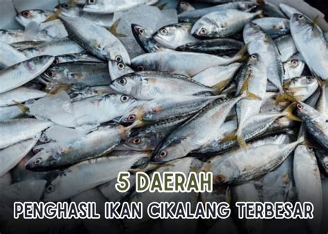5 Daerah Penghasil Ikan Cakalang Terbesar Di Indonesia Sulawesi