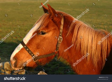 White Face Chestnut Horse Stock Photo 867908 Shutterstock